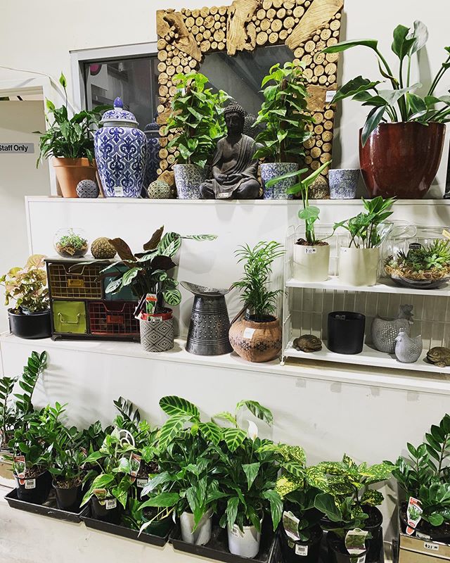Sick of people letting you down? Over human interaction? Or perhaps you&rsquo;re forever alone...try something that won&rsquo;t disappoint, indoor plants. 🌿🌱🌳