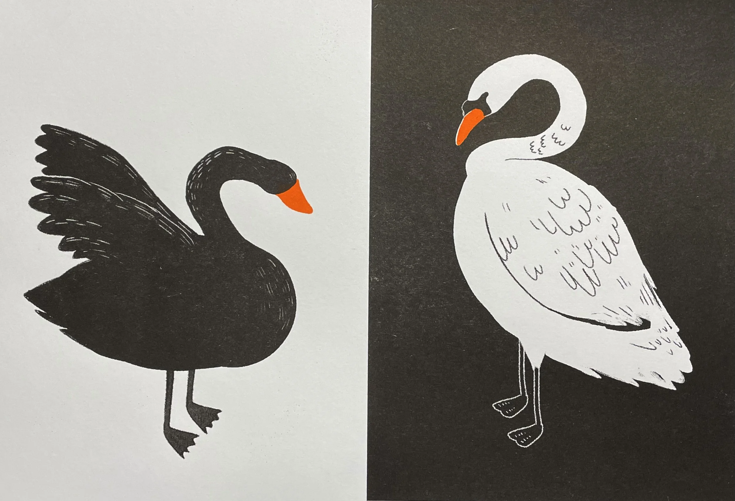 swans.jpg