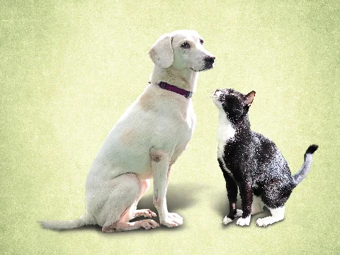 Best Friend Animal Adoption Day