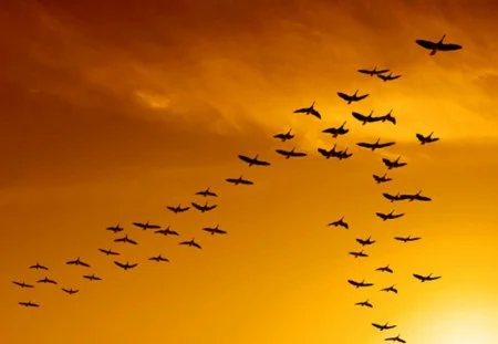 v formation sunset.jpg
