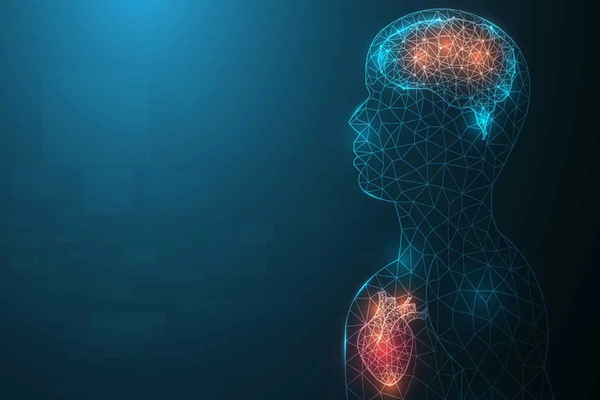 heart brain connection.jpg