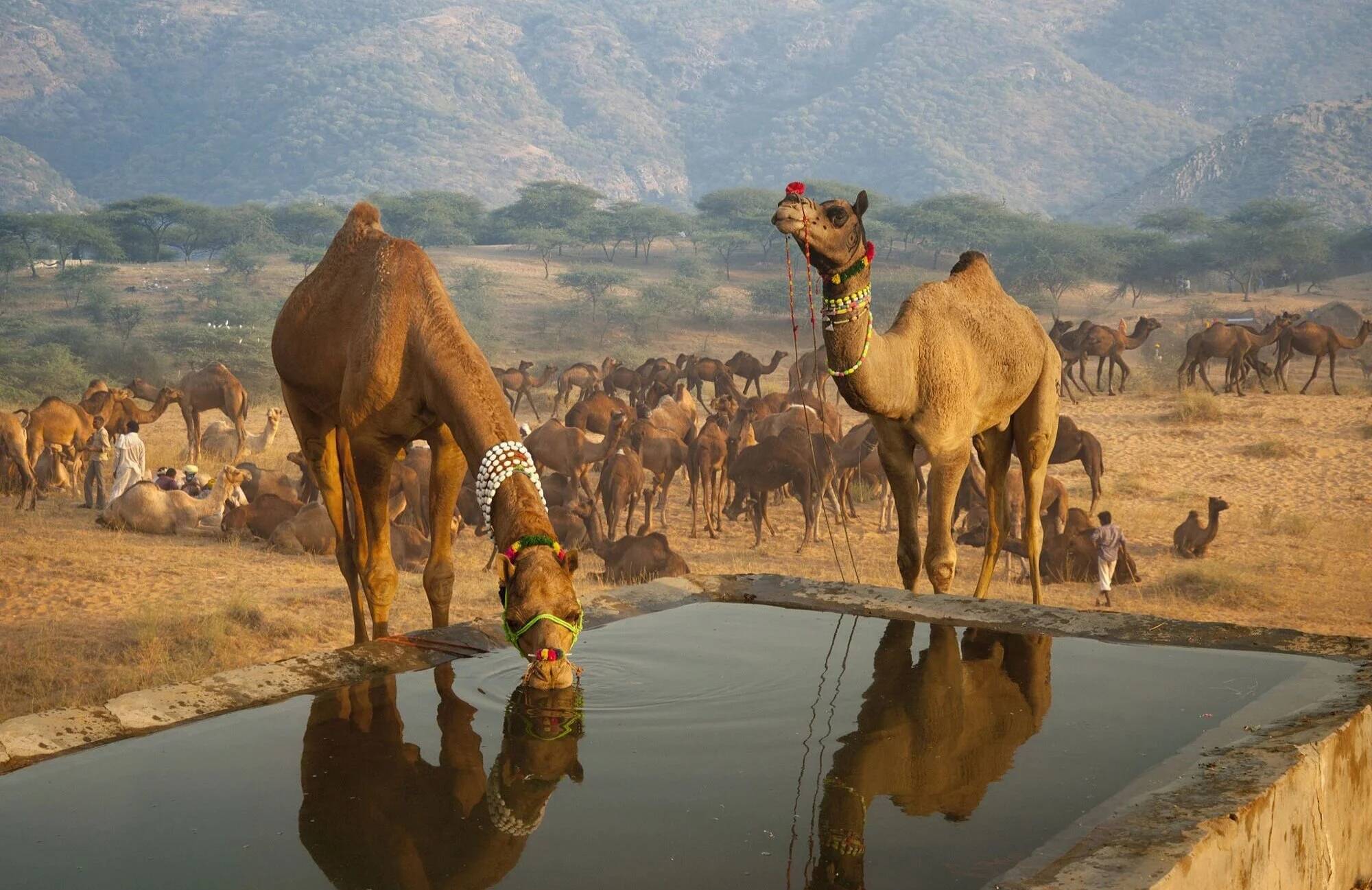camel+drinking.jpg