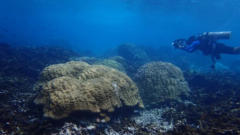 Surin Islands bleached corals nearly fully recovered