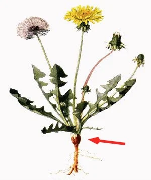 Dandelion coffee