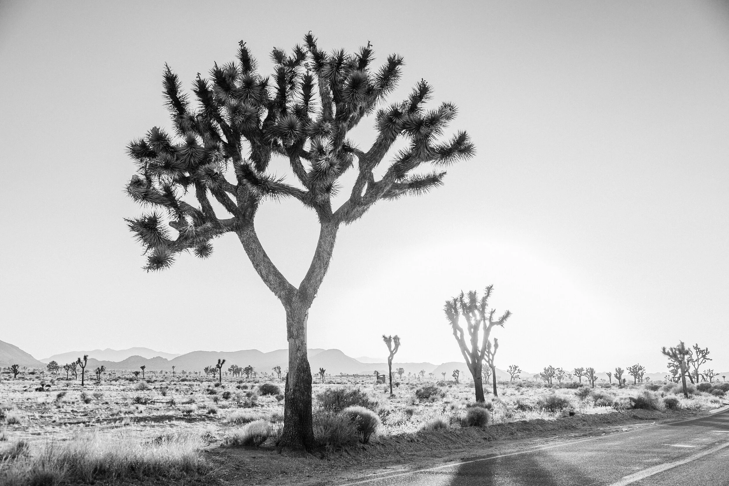 iStock-1127428570 2.jpg