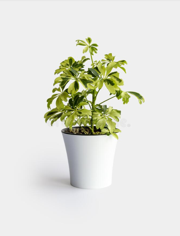 JDNC: A touch of green for classrooms