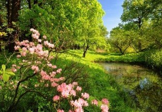 Forests and Flowers.jpg