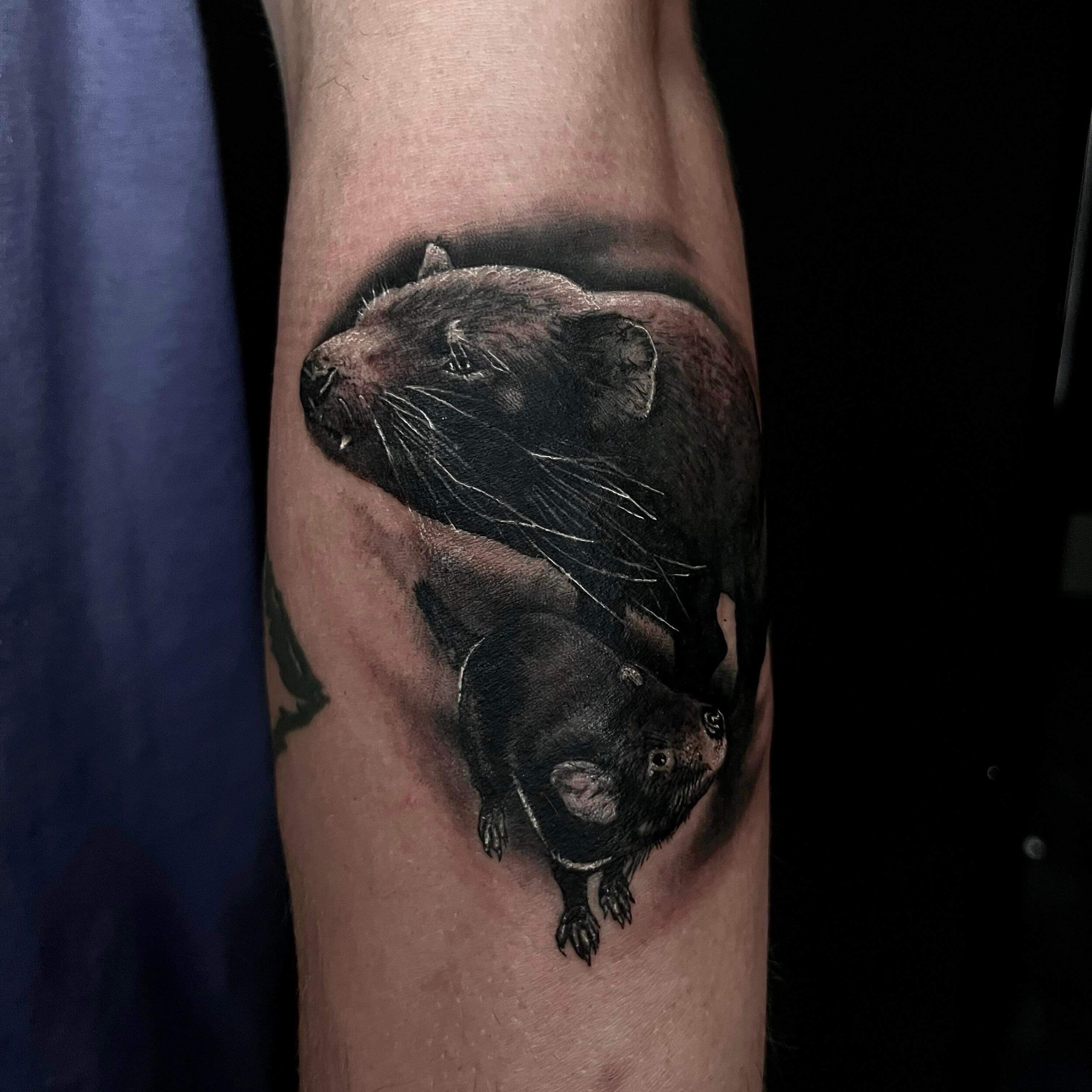 Amazing black &amp; grey work on these realistic Tassie devils, done by Manuel 🥵 | @manuelviola.tattoos 

#squiresink #goldcoast #2024 #surfersparadise #tattoo #tattooparlor #tattoostudio #ink #inked @pirattattoo #pirattattoomachine #tattooartist #i