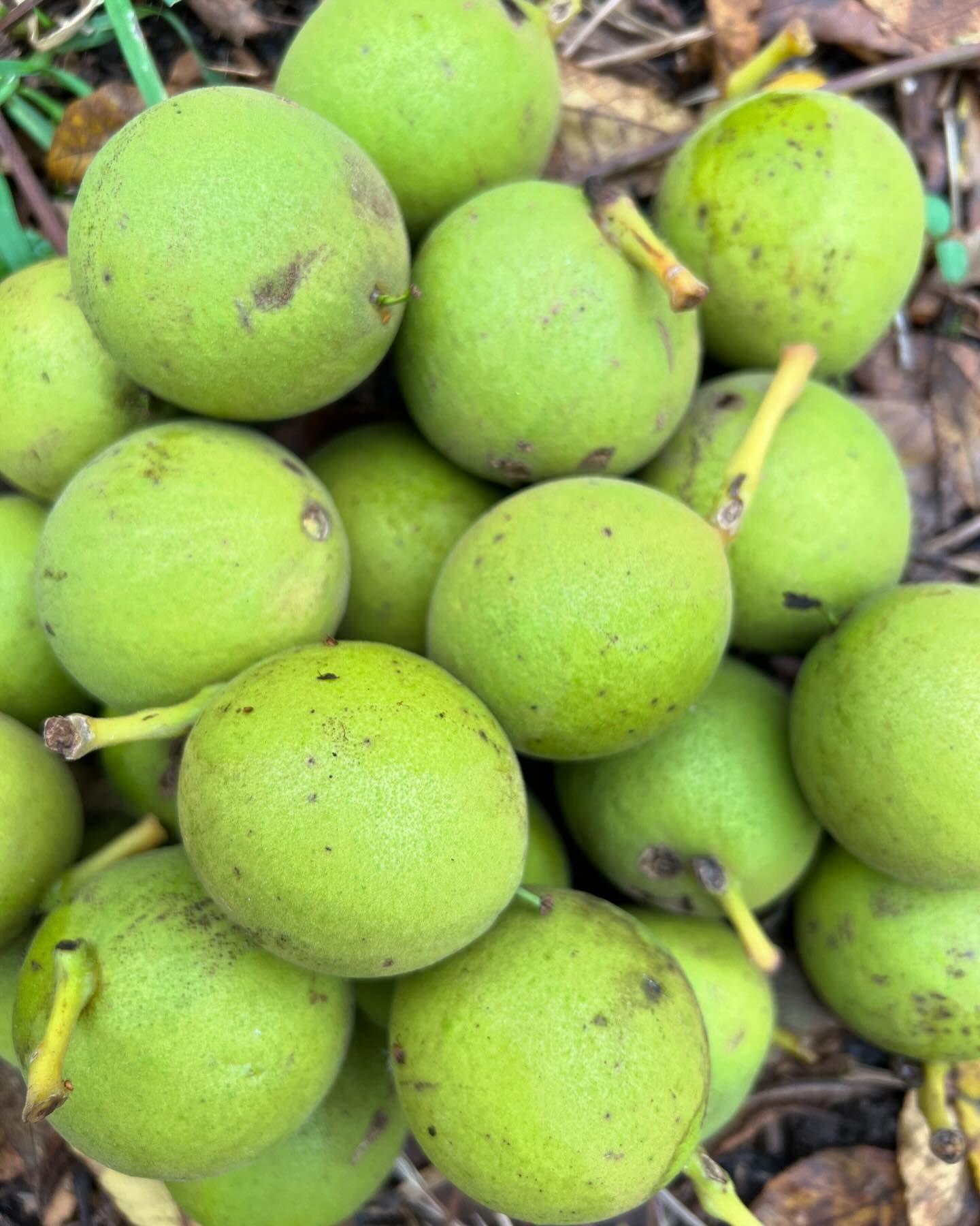 Best crop ever of deliciously citrusy scented black walnuts , which I&rsquo;ll be making ink with. A recent herbal student was reluctant to handle them, as she reported experience of blistering when cutting timber . The fruit seems fine, I&rsquo;ve c