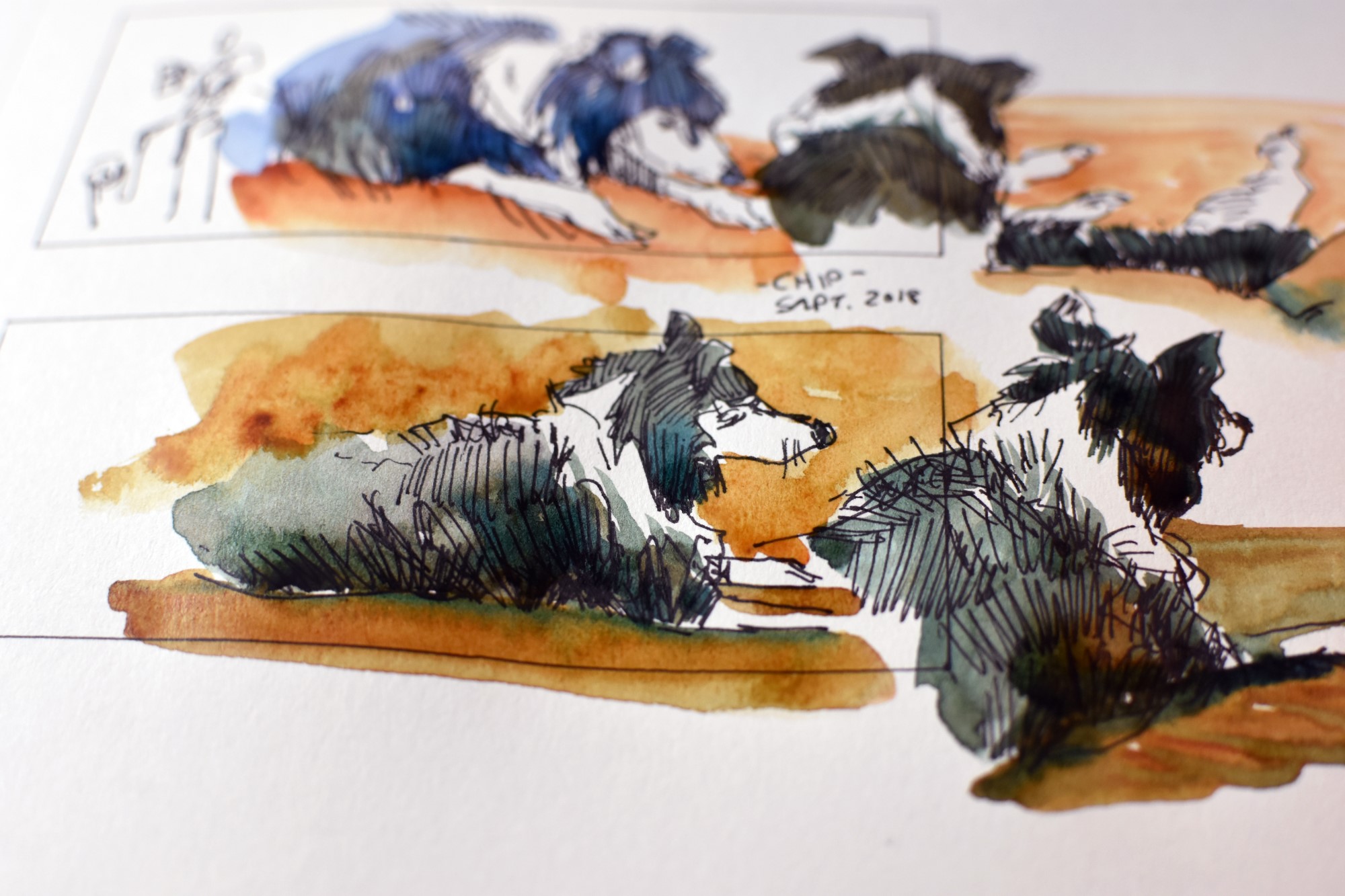 A bit closer on these Chip drawings. He sat with me watching some tv with my coffee when I drew these. He’s not as fast as he used to be, but he’s still wiley as usual.