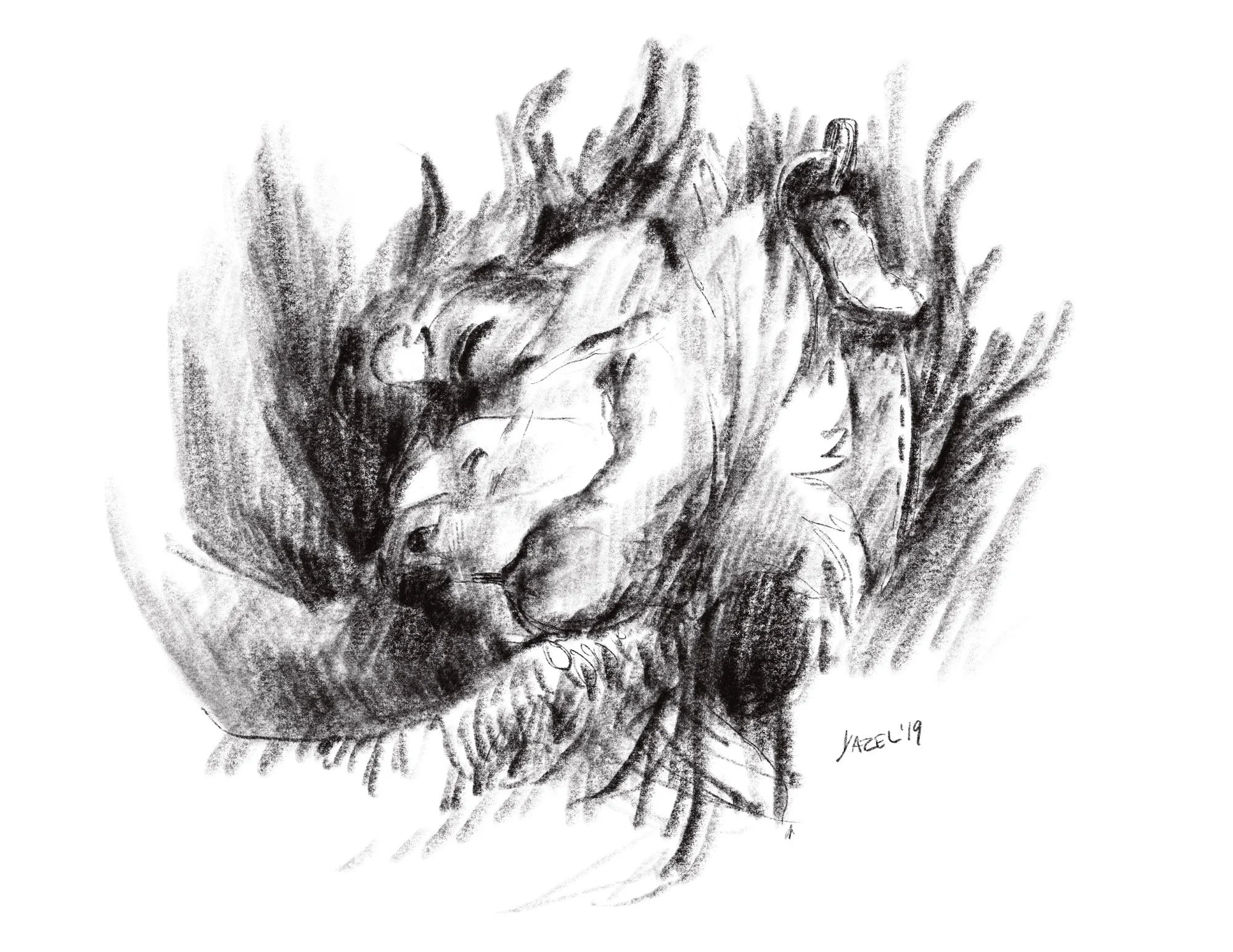 Evening Badger Drawings on the Ipad 