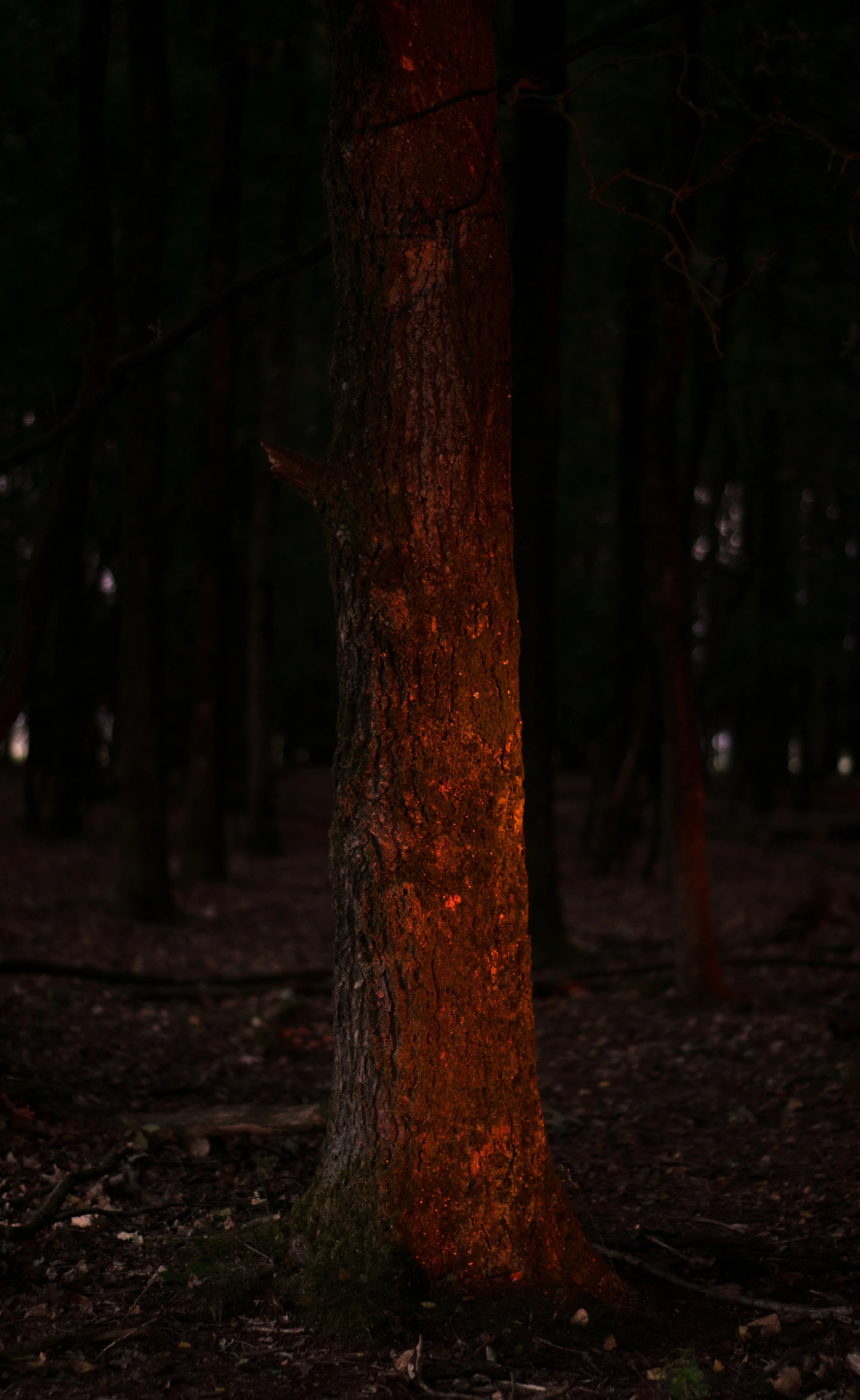 Tree during sunset