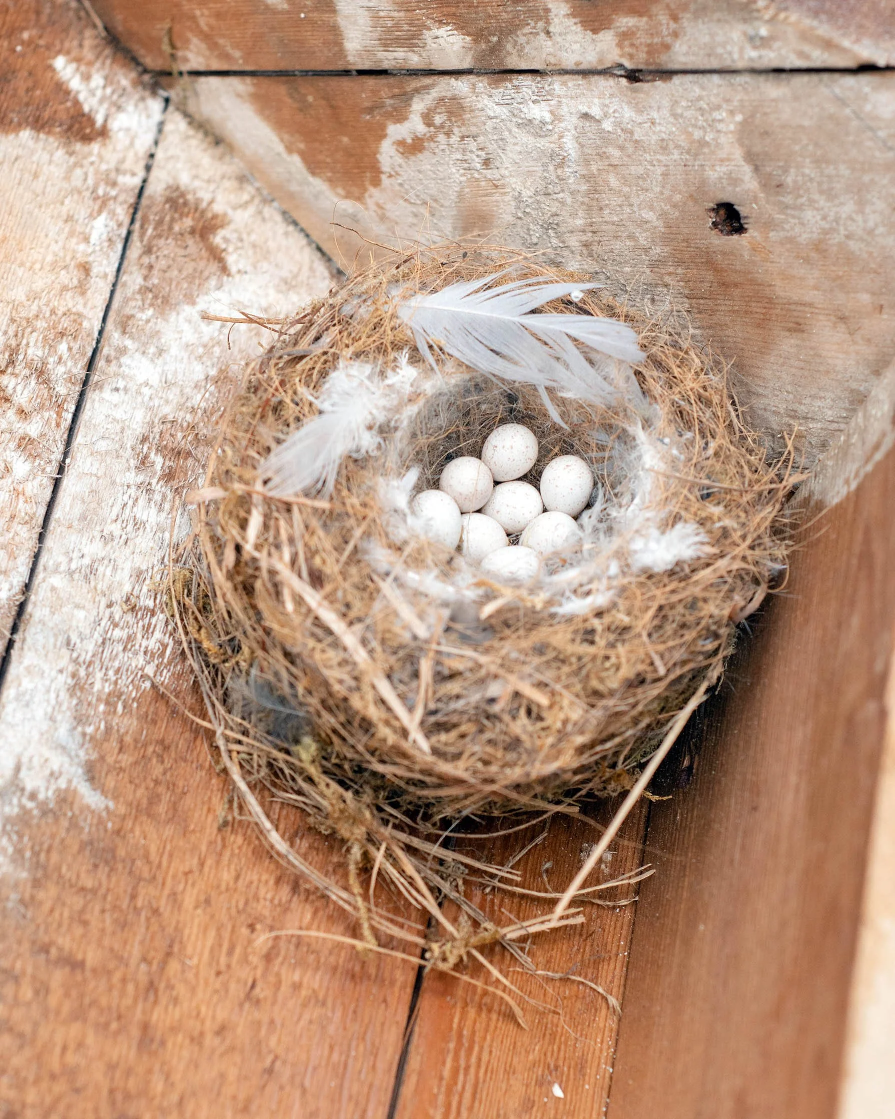 KoenKievits-2026-Atelier-when all else fails-stairs-installation-eggs-bird-nest.jpg