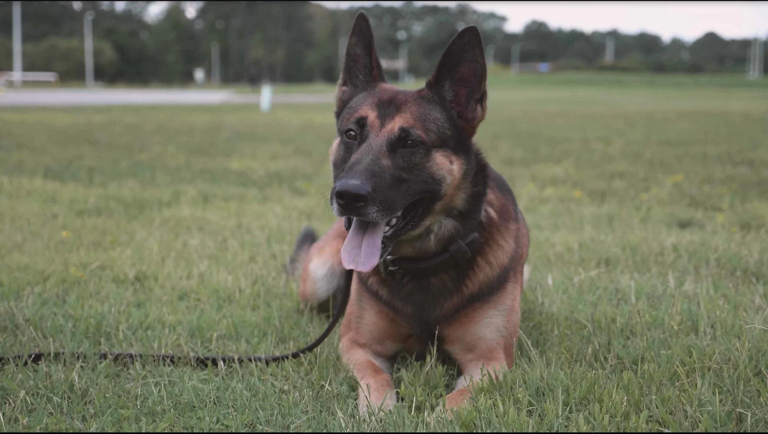 spikes k9