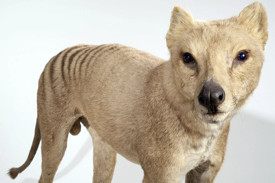 Der Beutelwolf ist Monatsthema beim Lyrix-Wettbewerb!