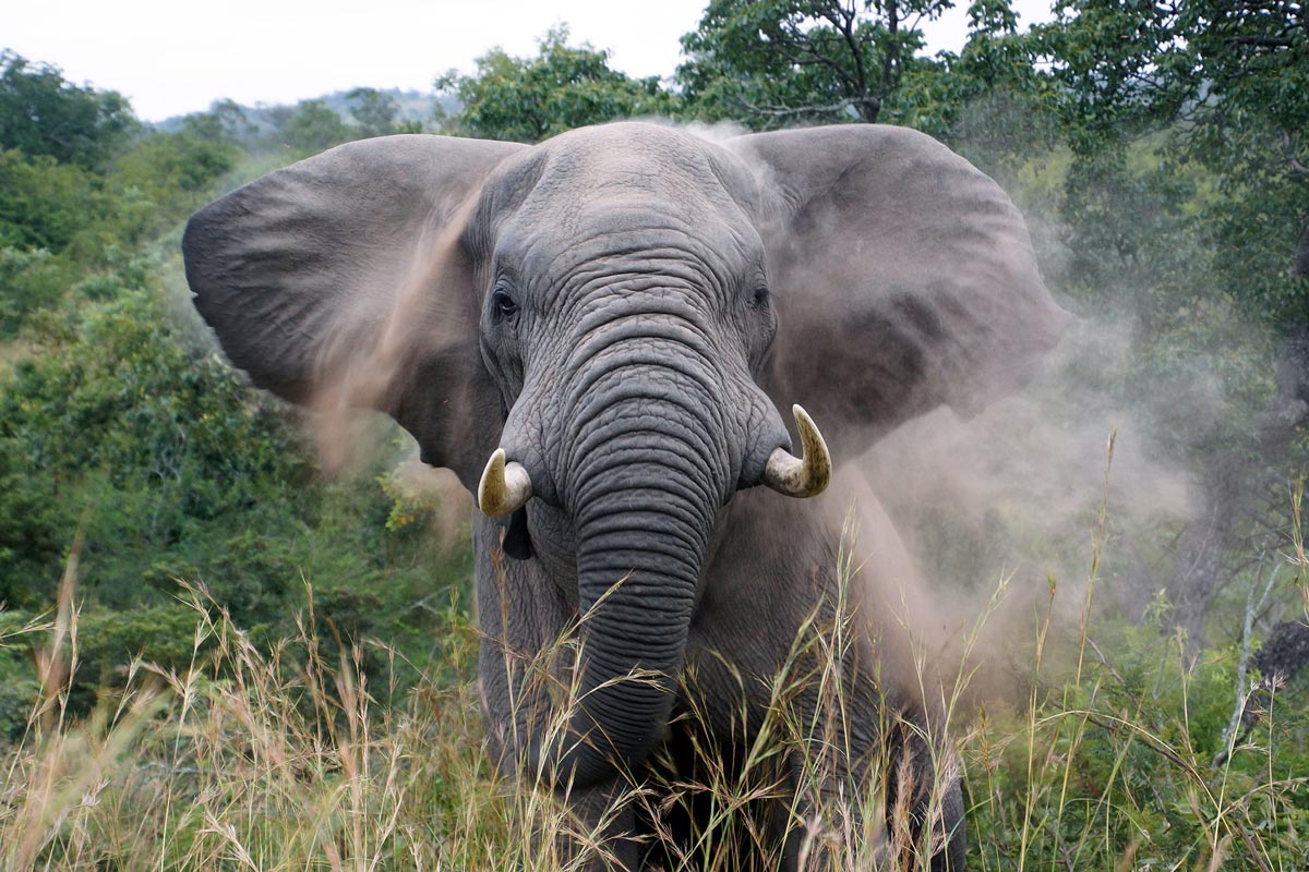 travel-bugz-elephant-web.jpg