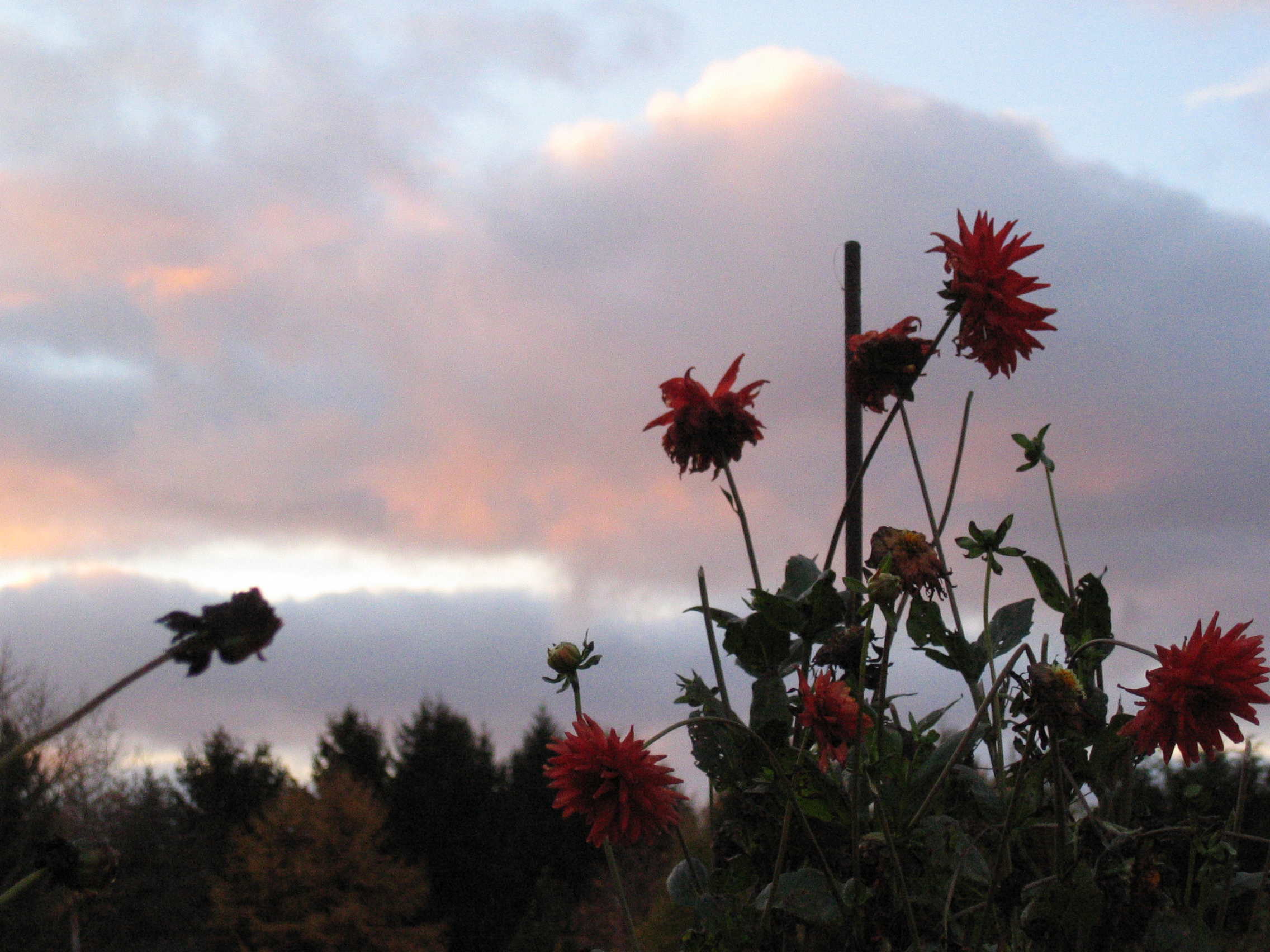 IMG_8321 FELDBLUME.jpg
