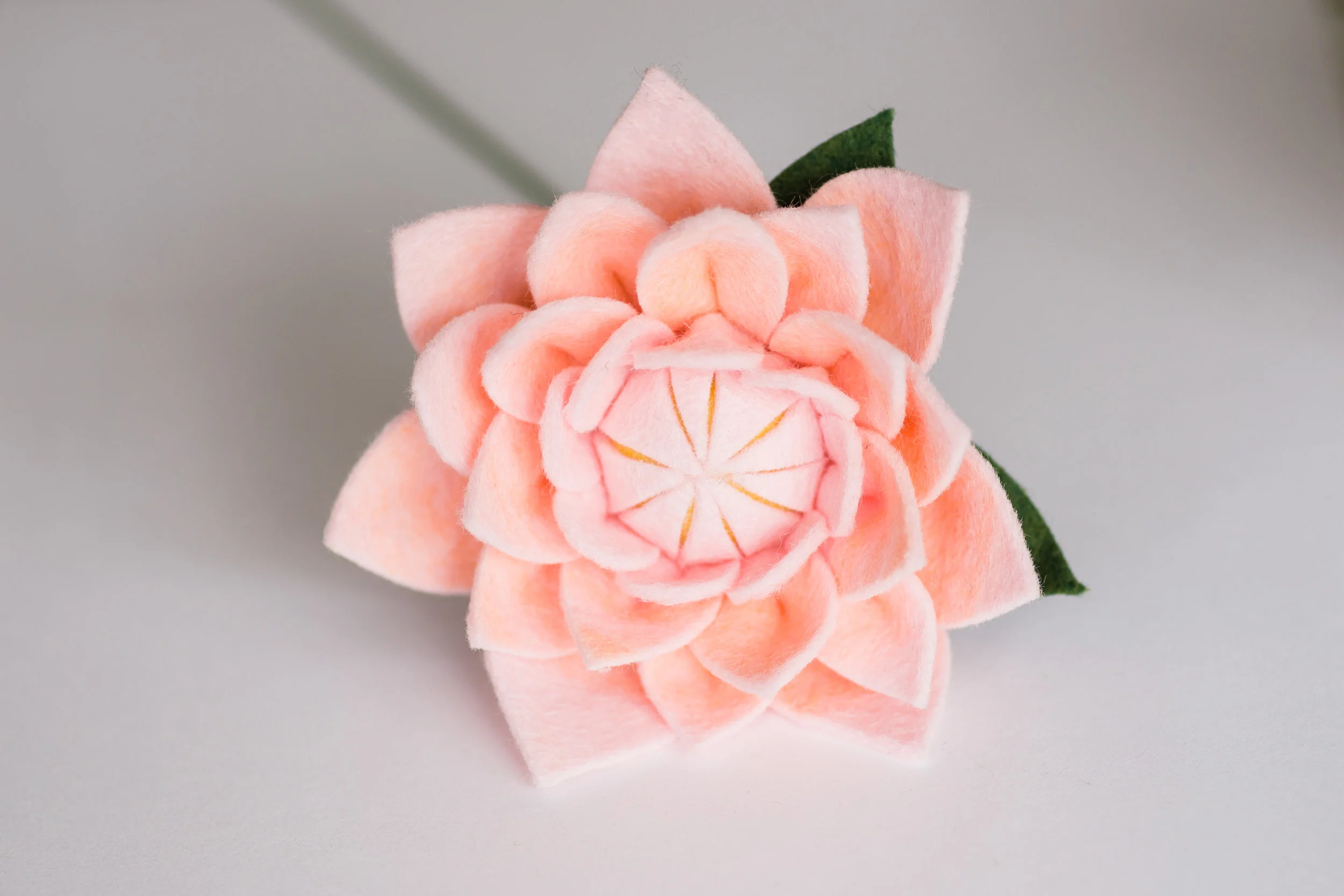 update 8-28-2019-4.jpg