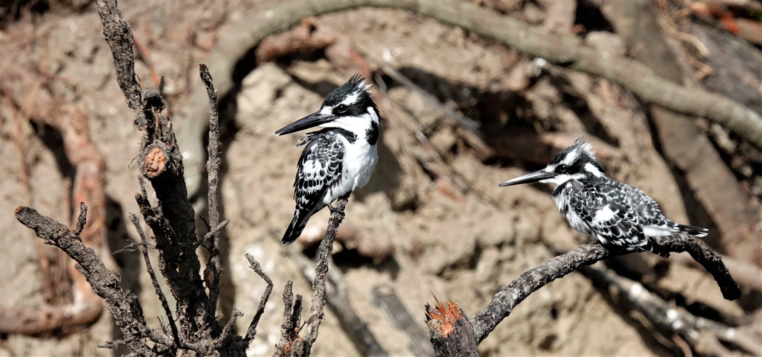 Setari Camp Botswana Birds.jpg