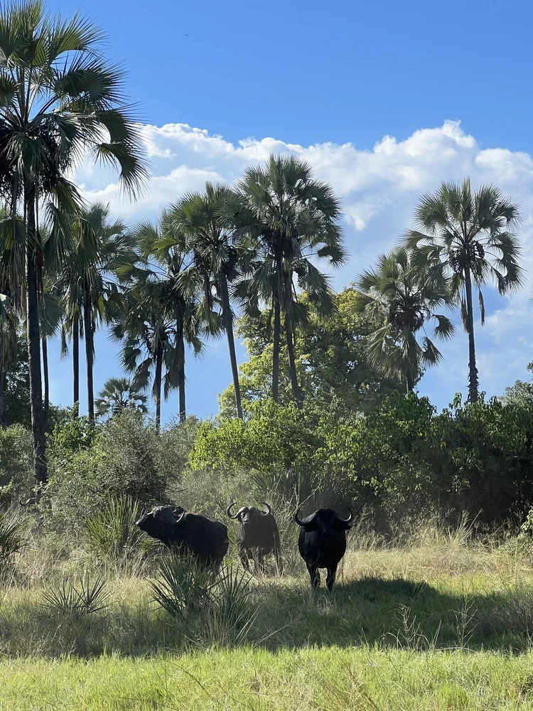 Explore Kala Camp — Setari Camp