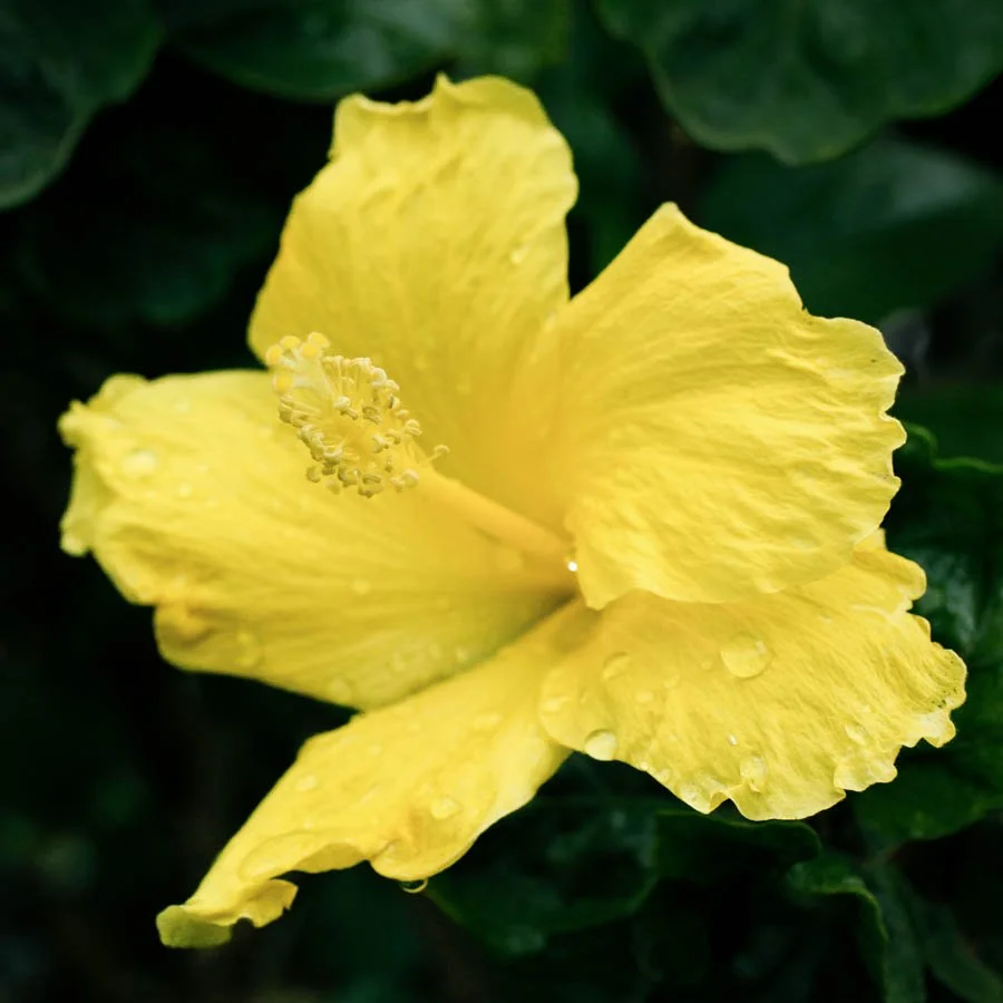 Hibiscus copy.jpg
