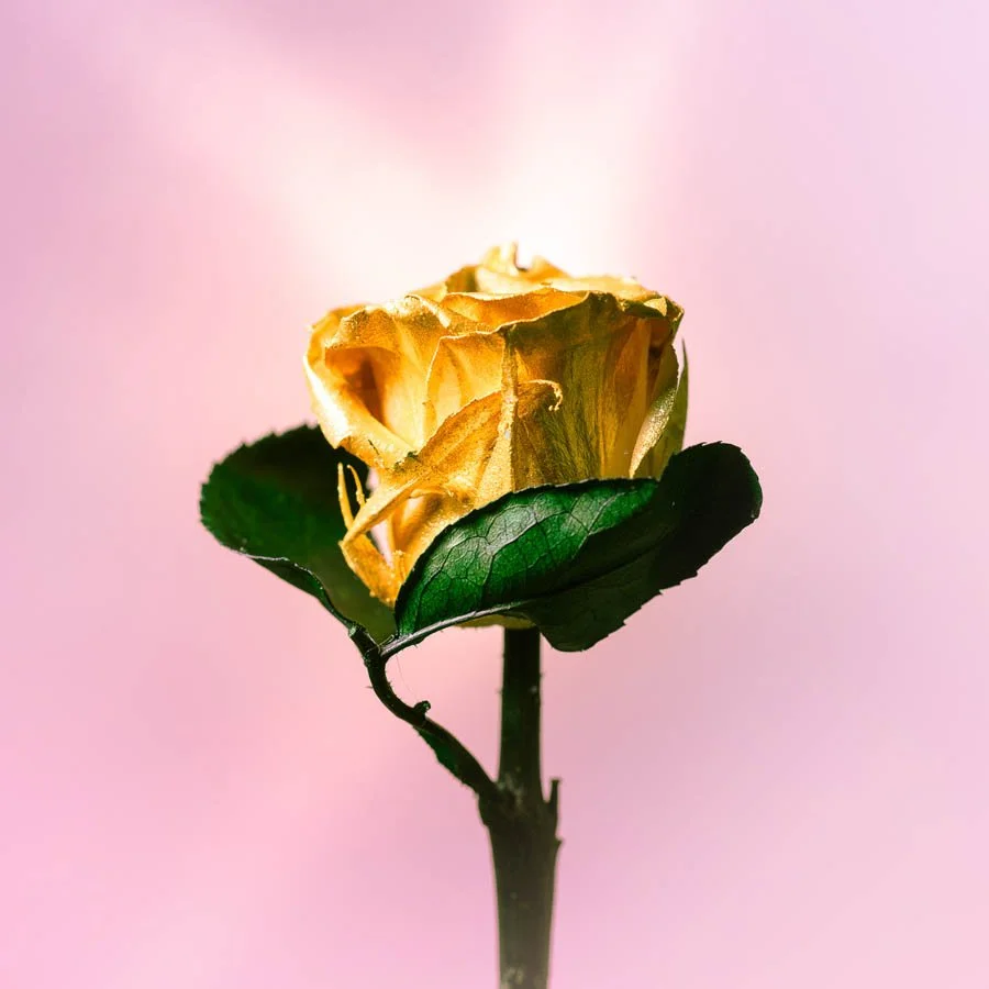Gold rose.jpg
