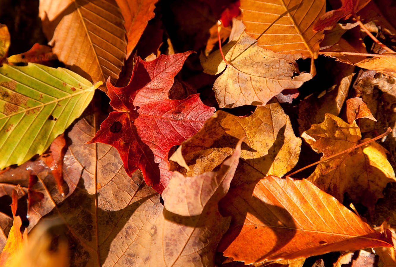 AutumnLeaves1.jpg