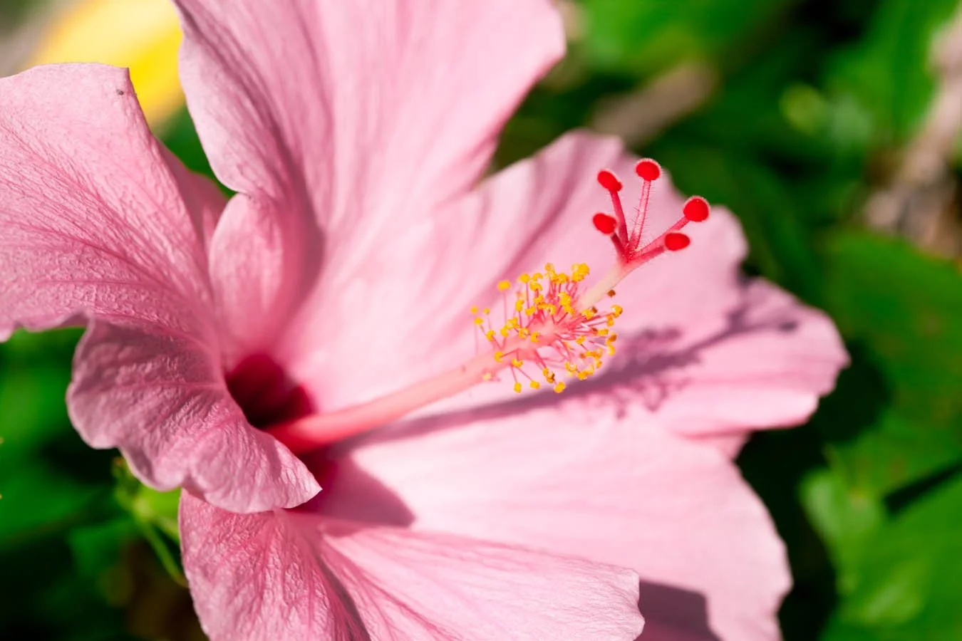 Hibiscus.jpg