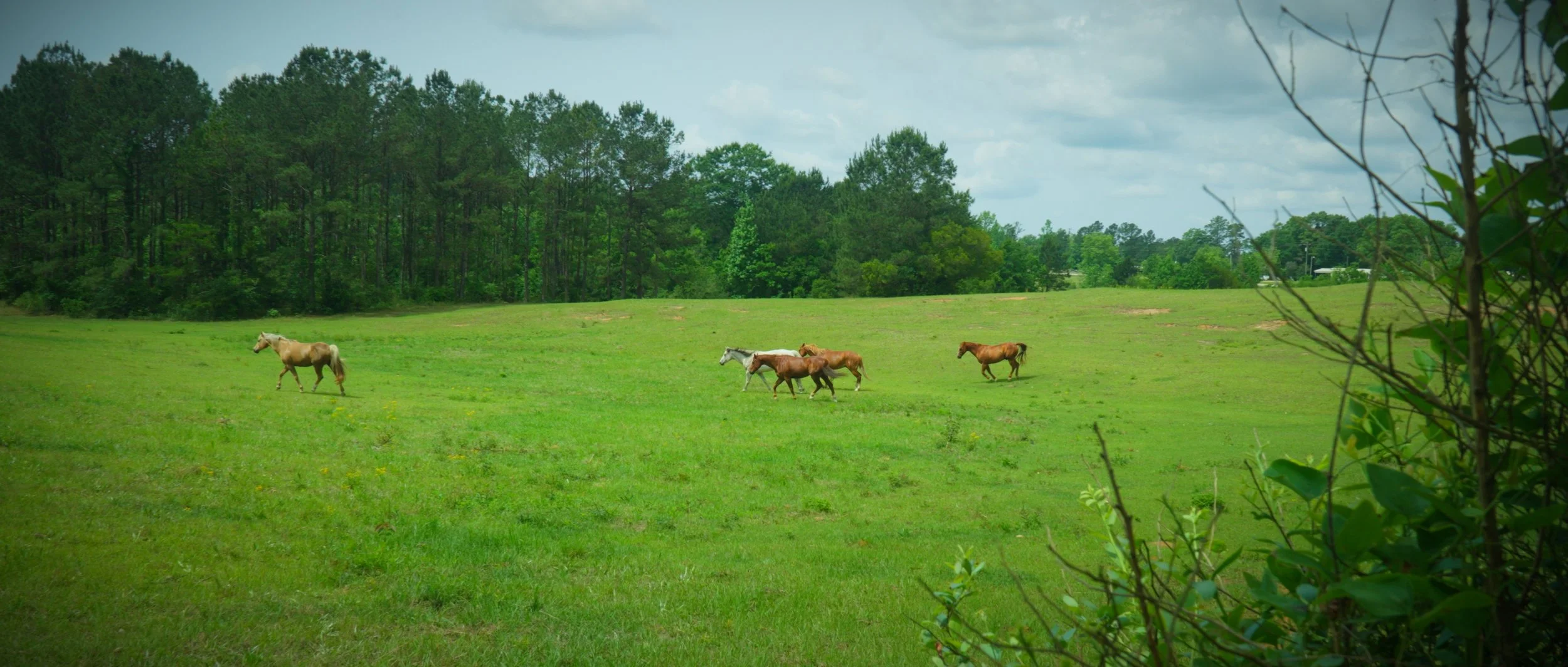Horses in Field.jpg