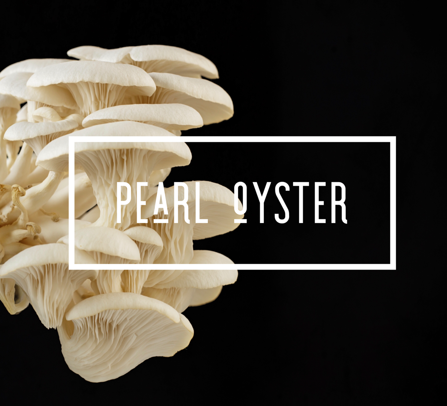 Pleurotus ostreatus — Ten Mile Mushrooms