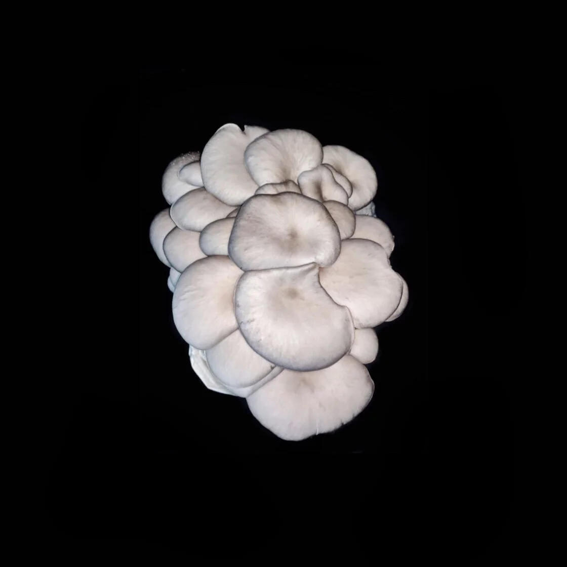 Facetune_31-10-2018-19-56-46.jpg
