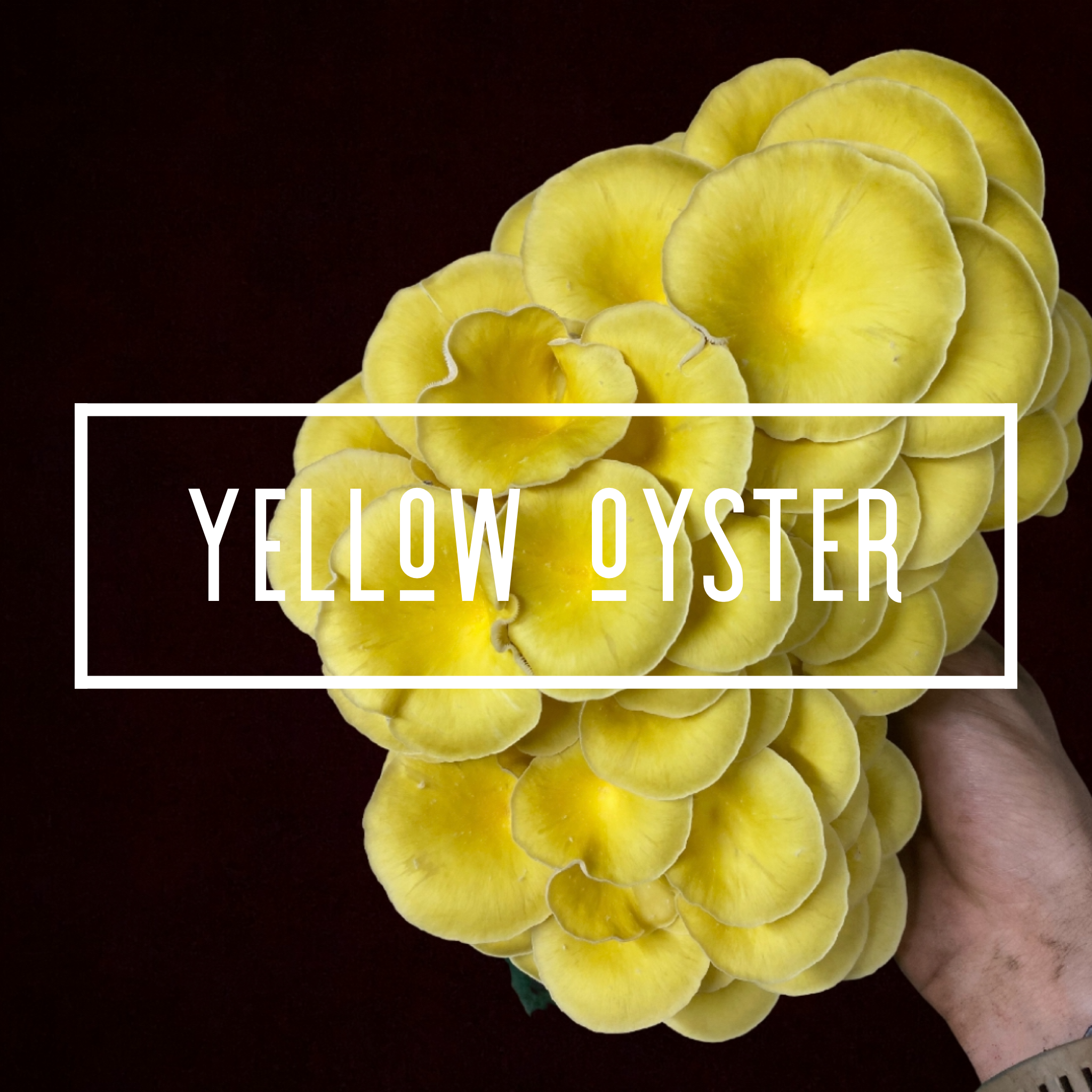 Yellow Oyster Plug Spawn