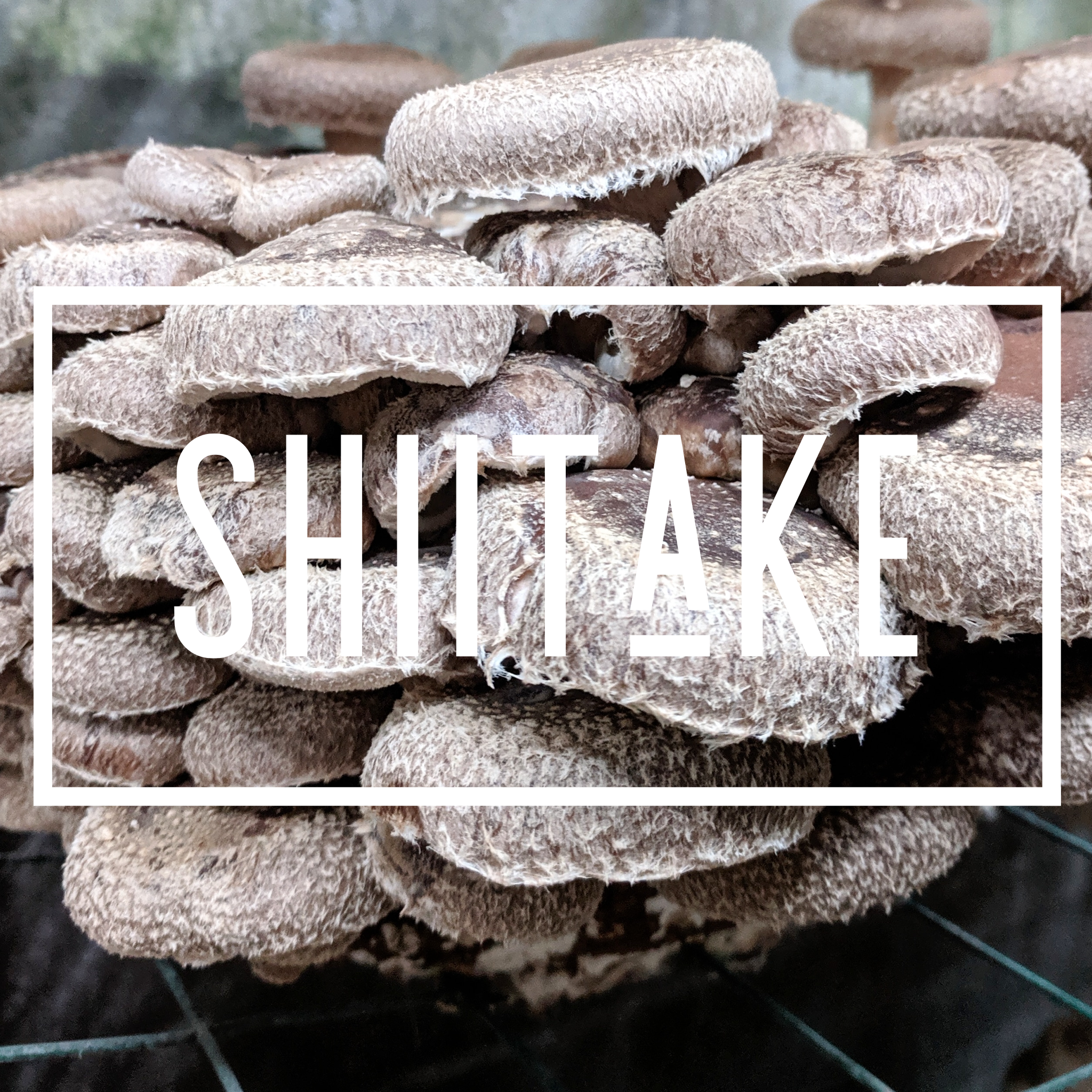 Shiitake Plug Spawn