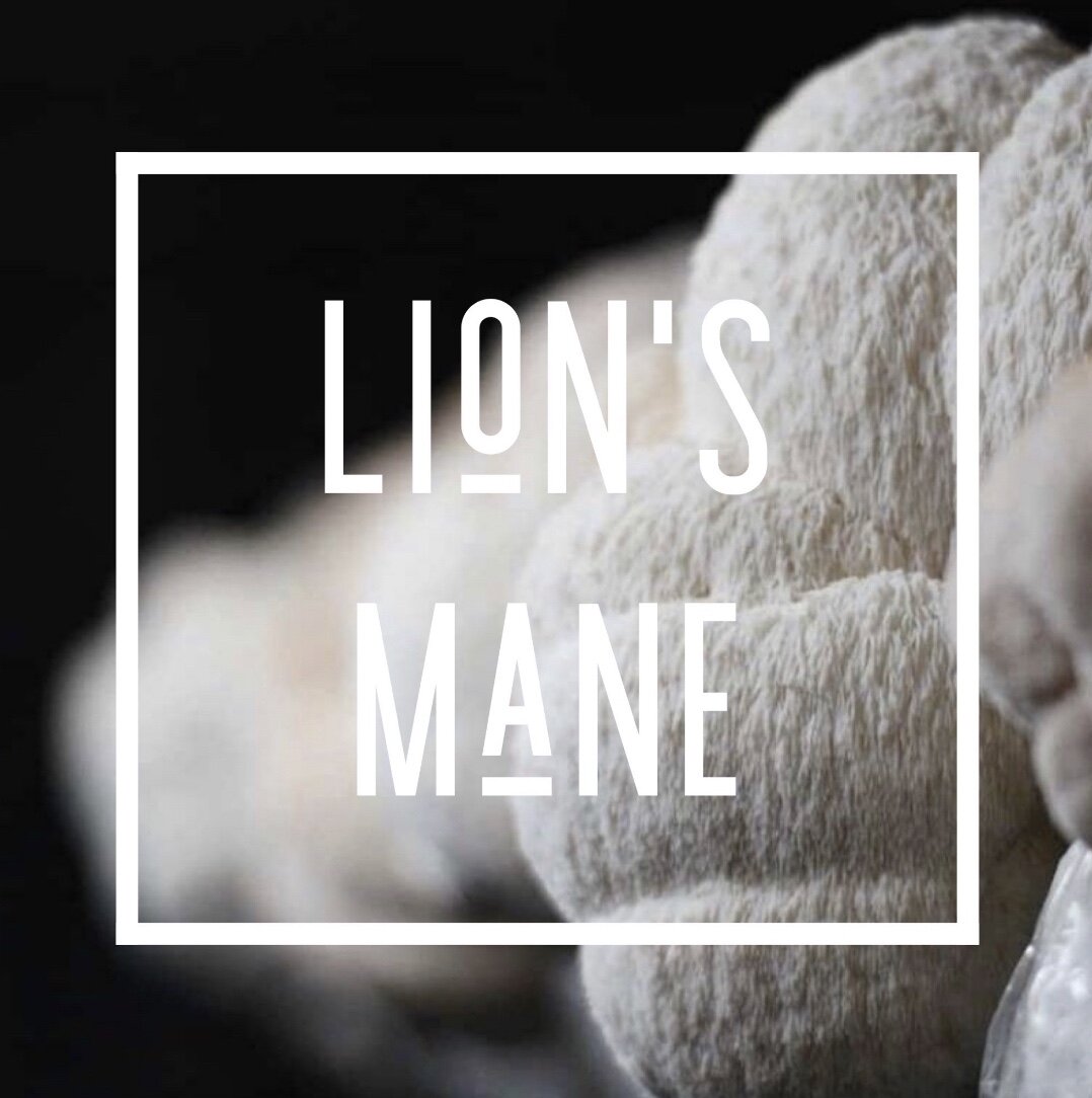 Lion's Mane Plug Spawn