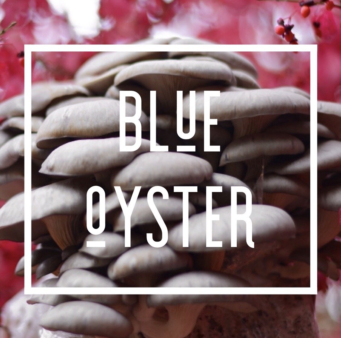 Blue Oyster Grow Kit