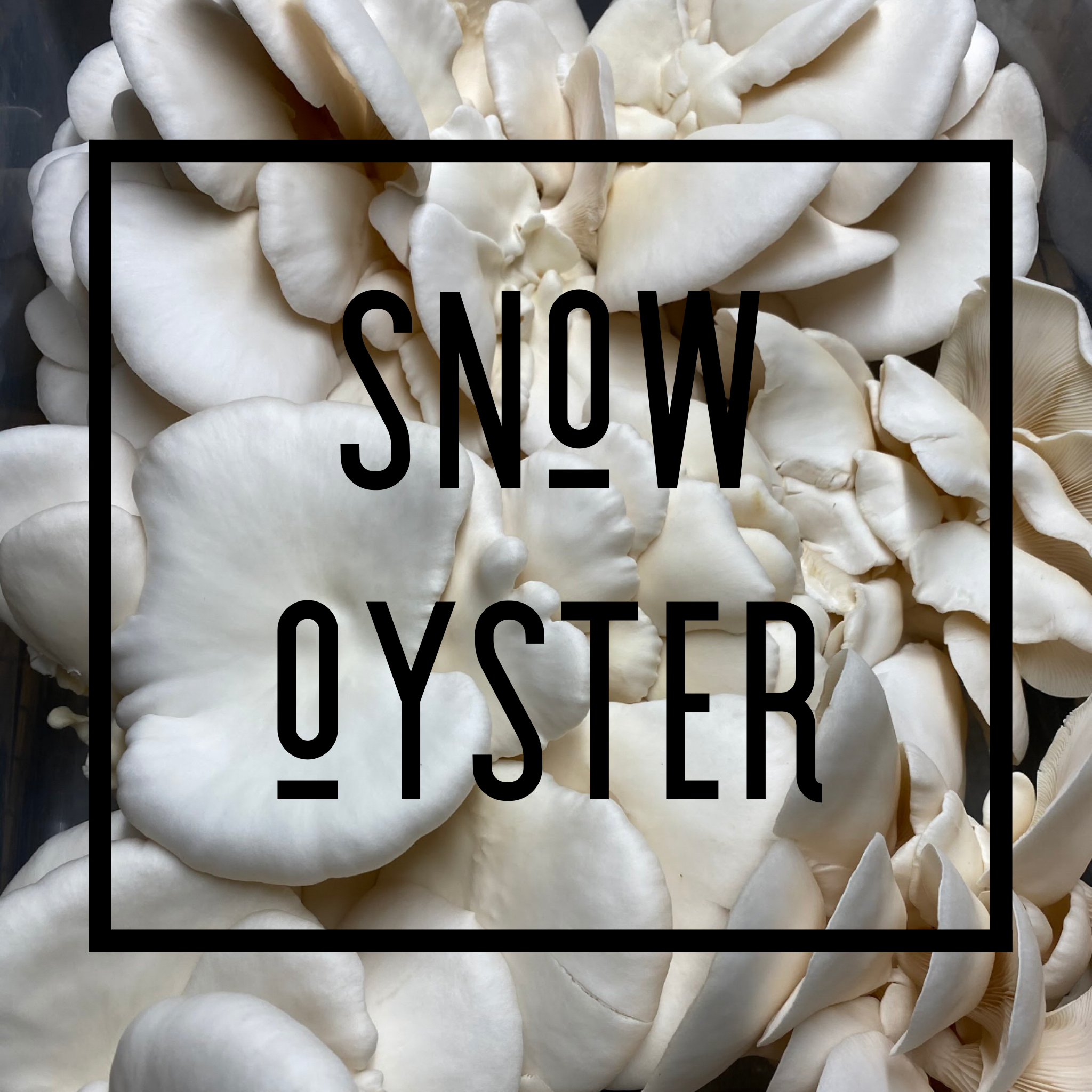 Snow Oyster Grow Kit