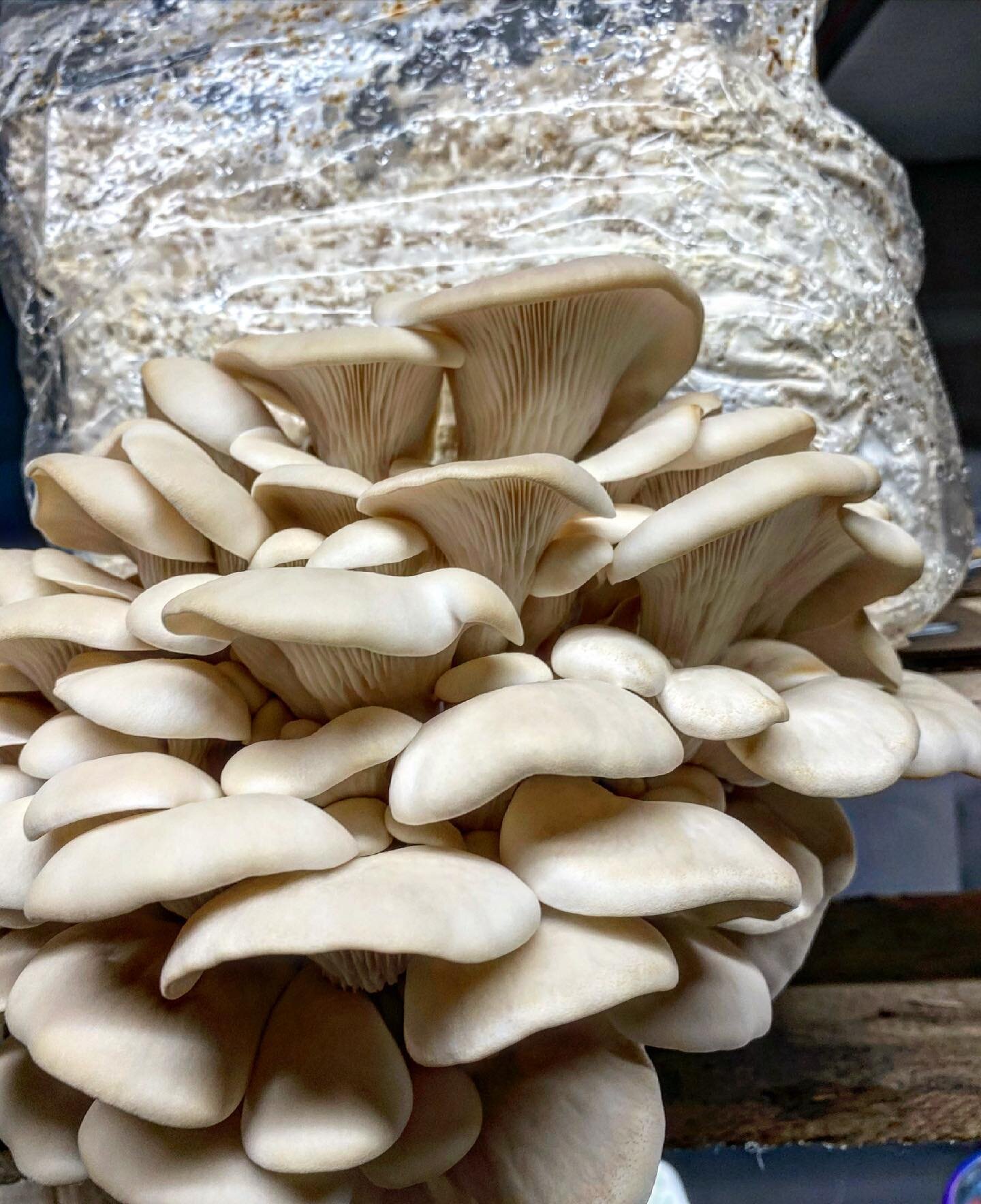 A local pearl oyster strain (POLOC) growing WITHOUT ANY CARE! This cluster grew in our dry incubation room with zero added humidity. Other oyster varieties browned and failed days ago while these things rip it up!!!