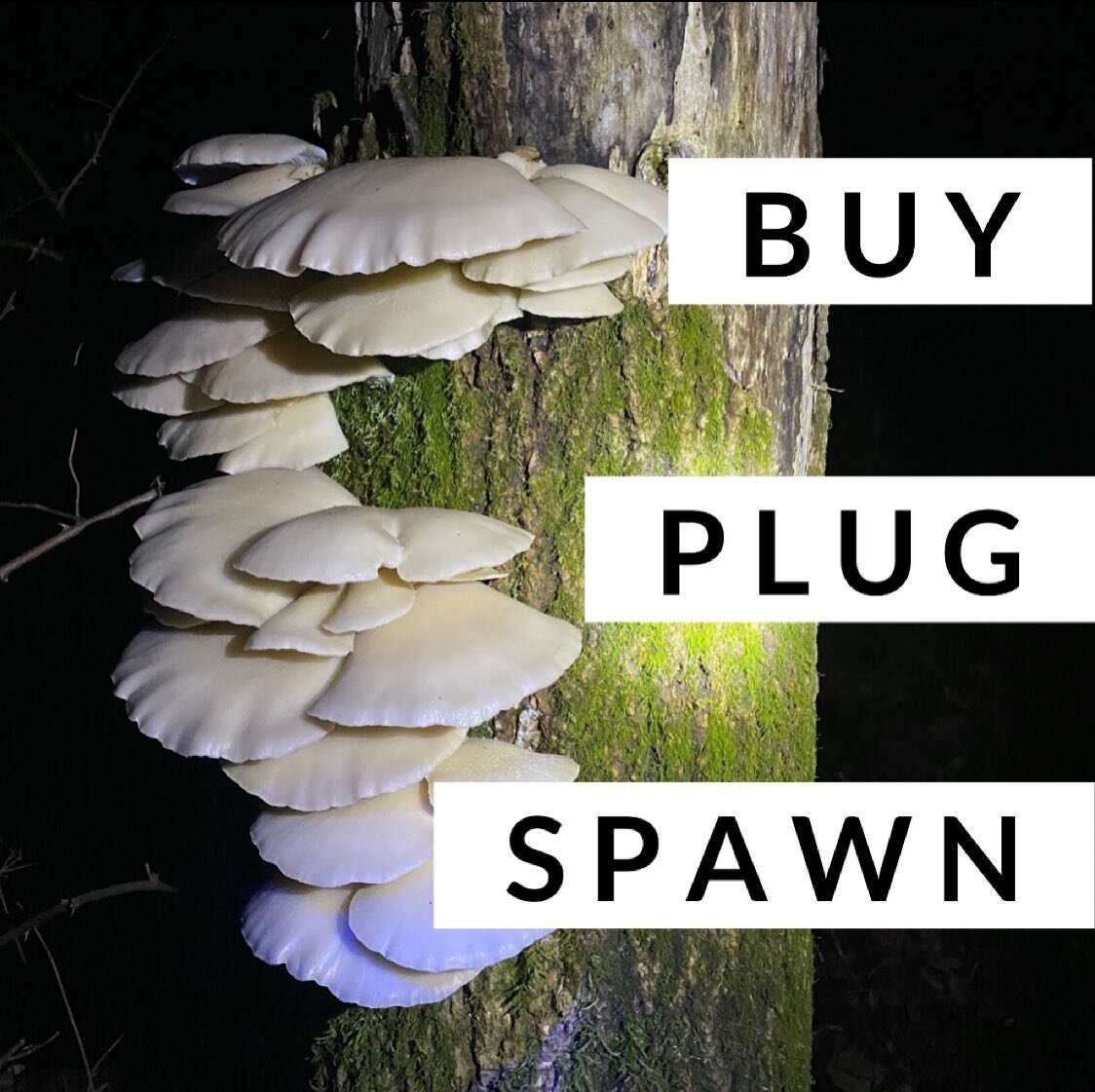 Check out the plug spawn page on our website! We've updated all our shipping pricing and are working on bringing better pricing to the mushroom people! Unfortunately our web host doesn't have integrations with the shipping providers so our discounts 
