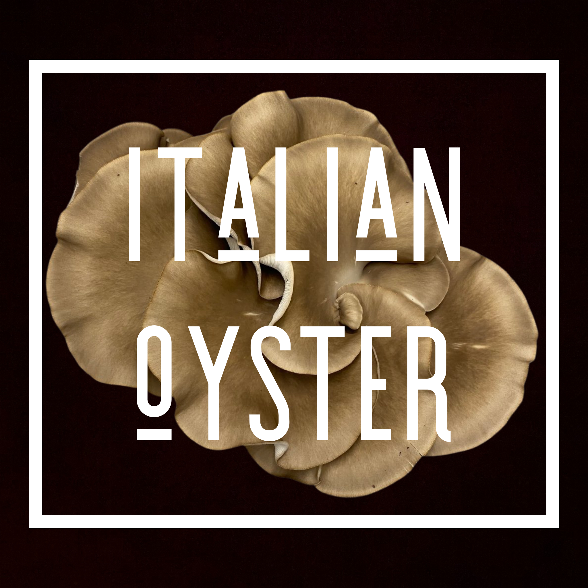 Italian Oyster Grow Kit