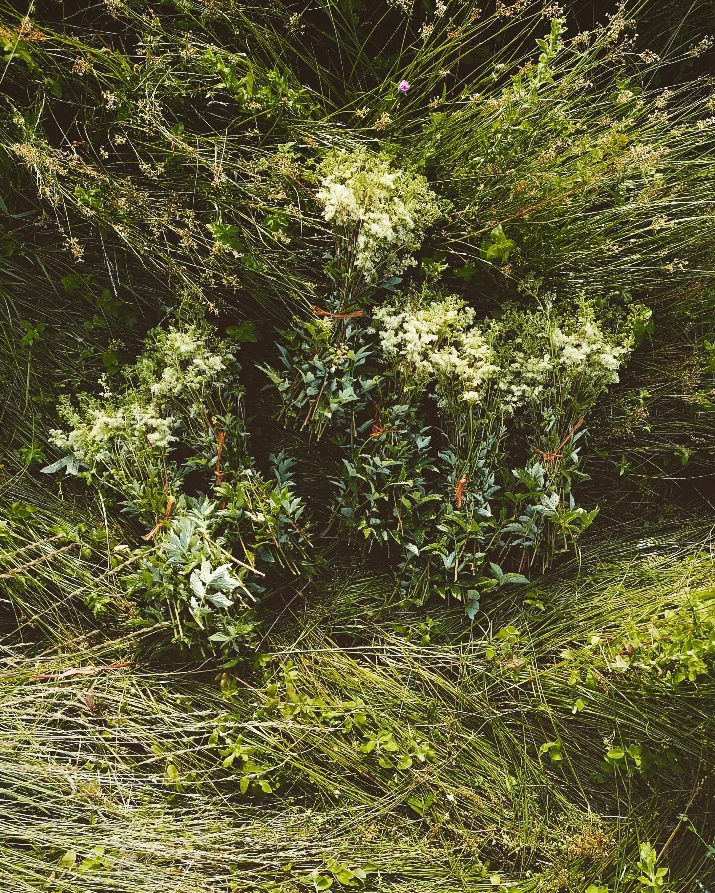 Queen Meadowsweet
Reine des pr&eacute;s 
.
.
.
#meadowsweet #reinedespres #food #pastry #patisserie #sauvage #wild #flowers #pharmacy #aspirin #summer #&eacute;t&eacute; #foraging #cueillettesauvage #organic #orne #normandie #zonehumide