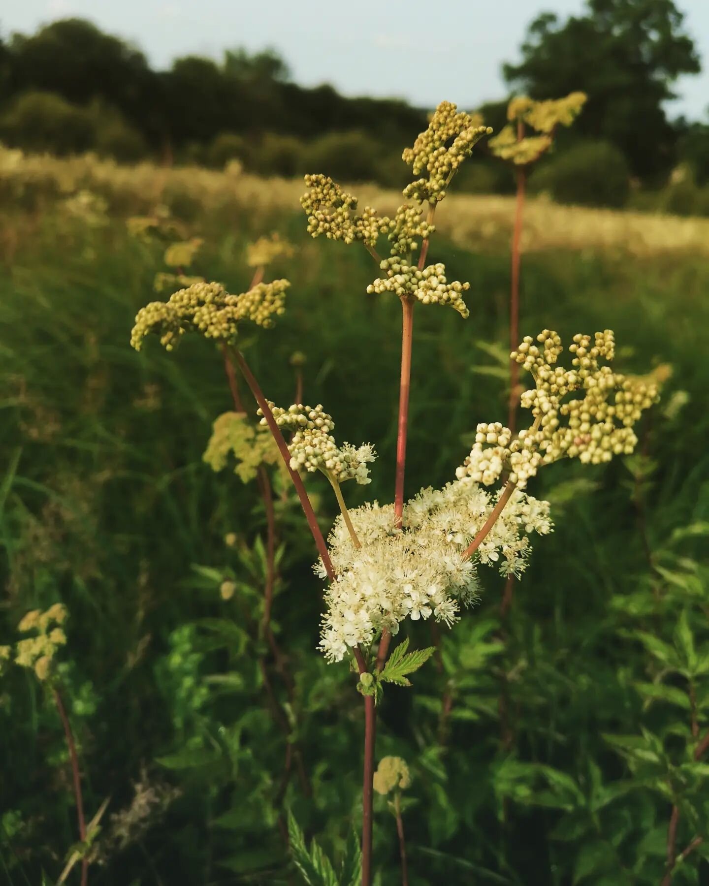 Queen Meadowsweet
Reine des pr&eacute;s 
.
.
.
#meadowsweet #reinedespres #food #pharmacy #aspirin #summer #&eacute;t&eacute; #foraging #cueillettesauvage #organic #orne #normandie #zonehumide
