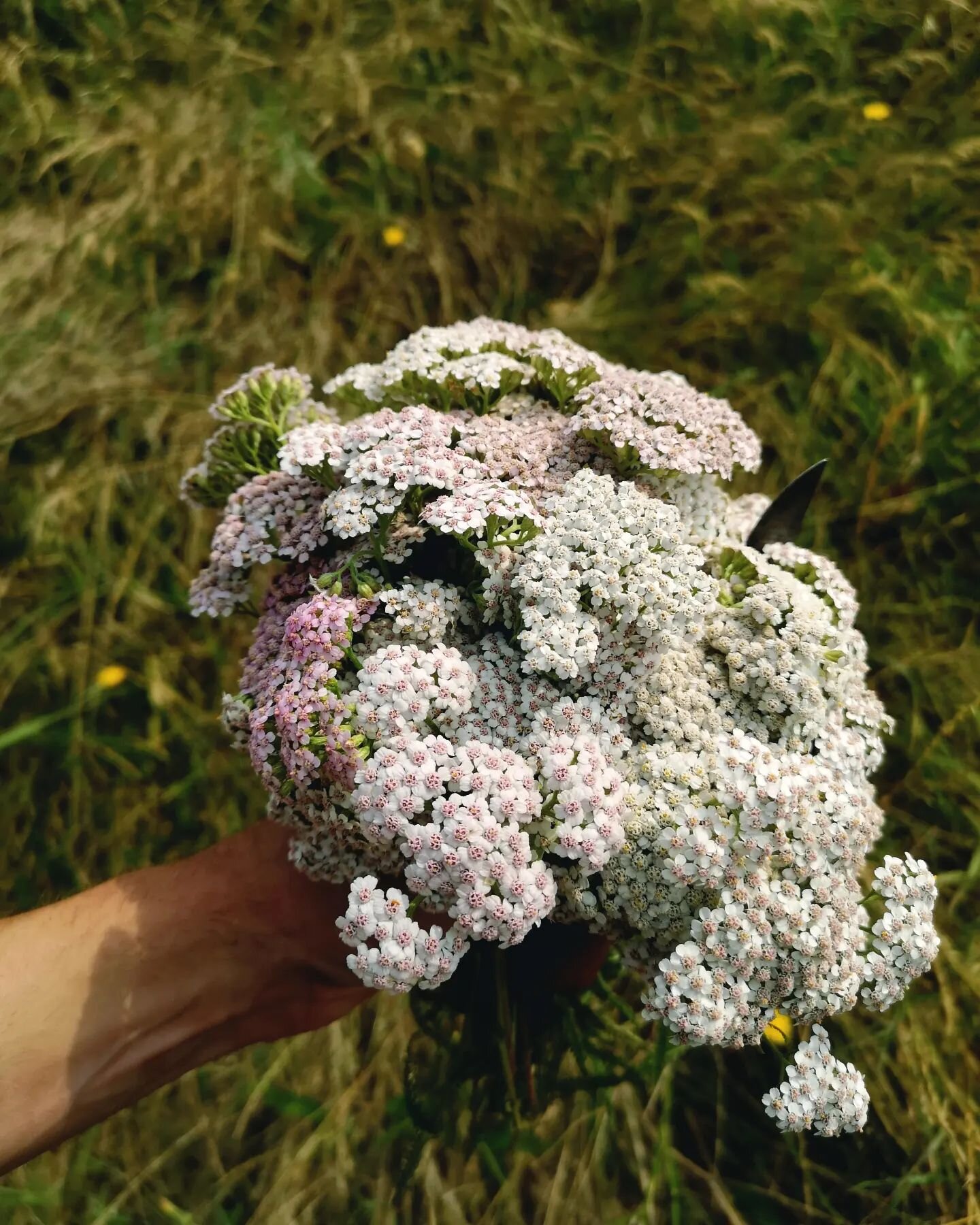 Shades of yarrow
.
.
.
#achillee #achilleemillefeuille #yarrow #bitter #amer #beer #foraging #summer #food #plantes #plantessauvages