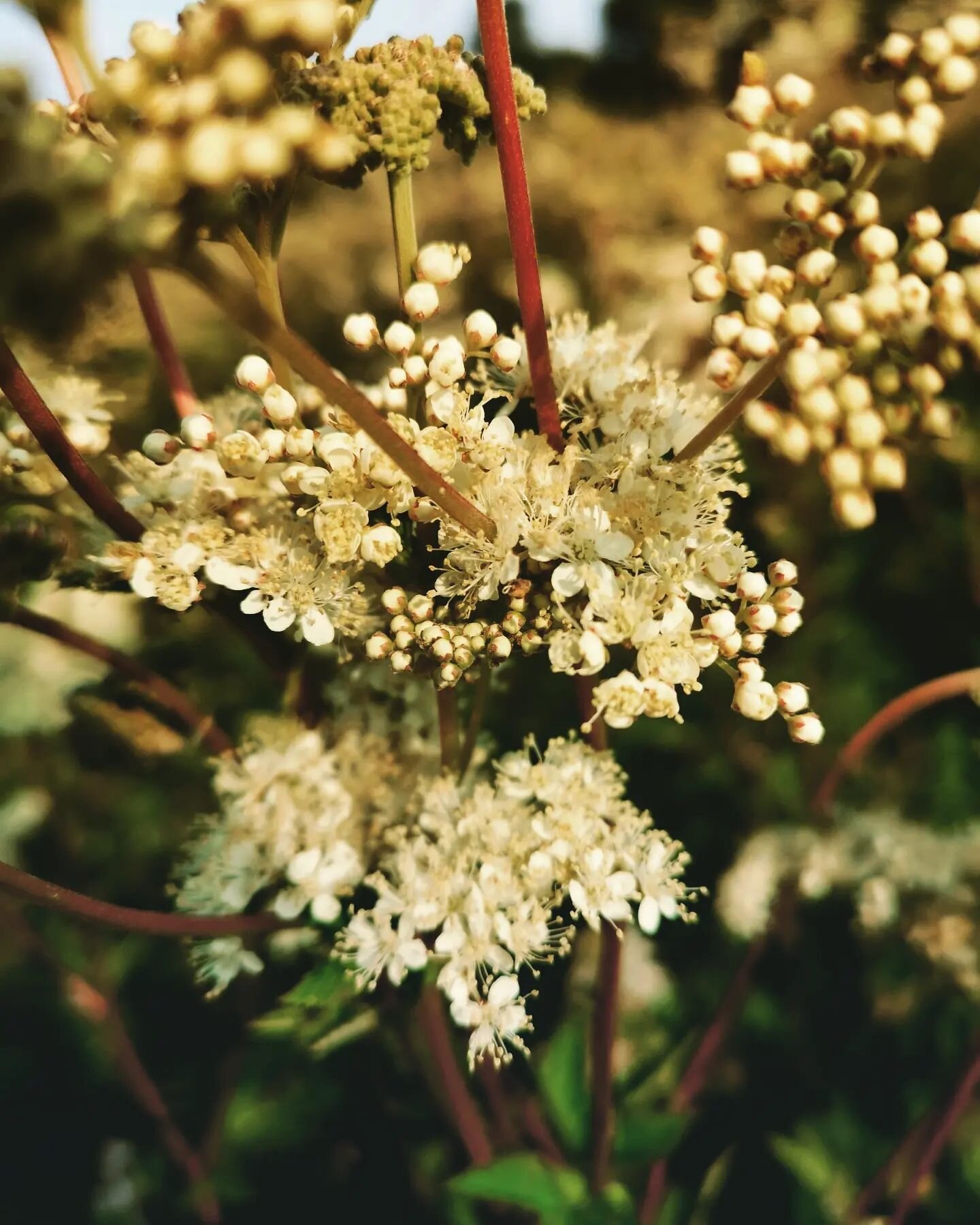 Queen Meadowsweet
Reine des pr&eacute;s 
.
.
.
#meadowsweet #reinedespres #food #pastry #patisserie #sauvage #wild #flowers #pharmacy #aspirin #summer #&eacute;t&eacute; #foraging #cueillettesauvage #organic #orne #normandie #zonehumide