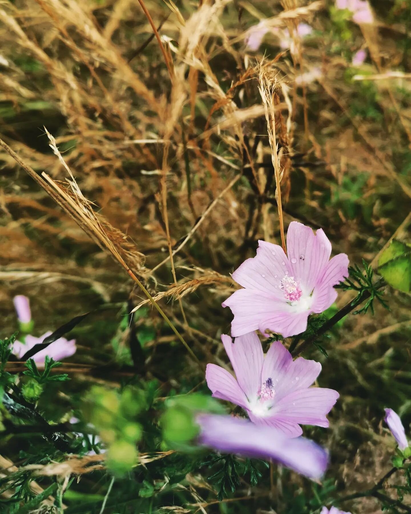 Mauves
.
.
.
#mauve #guimauve #malva #foraging #flowers #organic #wild #sauvage #rose #pink #summer #summer23 #food #cueillette #july #juillet