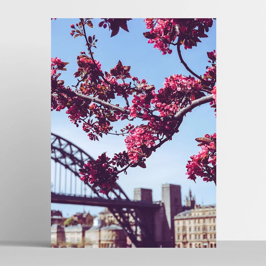 newcastle-blossom-photo-print.jpg