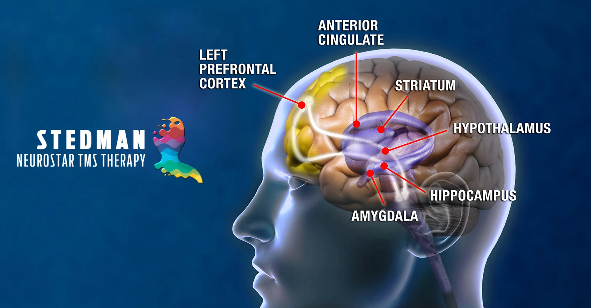 LateralHead_transmitting-paths-SCT.jpg