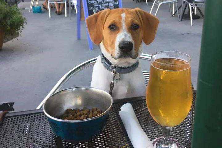 Hazel-Dog-Deck.jpg