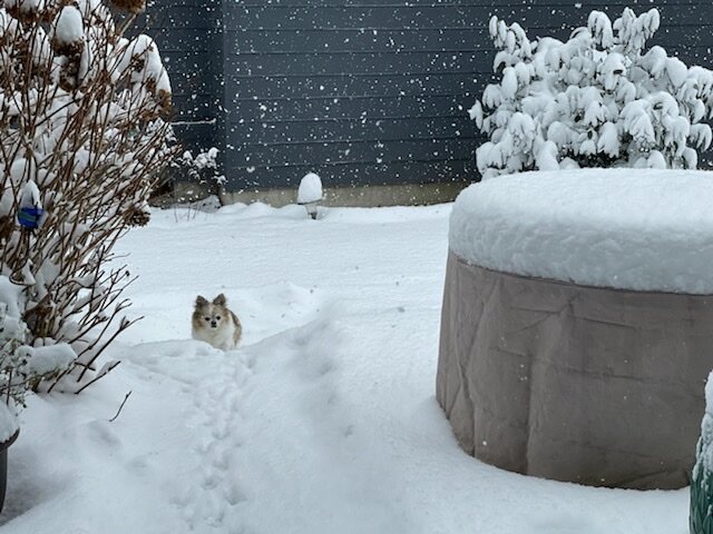  Principal Matt Laase’s dog, Koko, enjoyed playing in the snow.  
