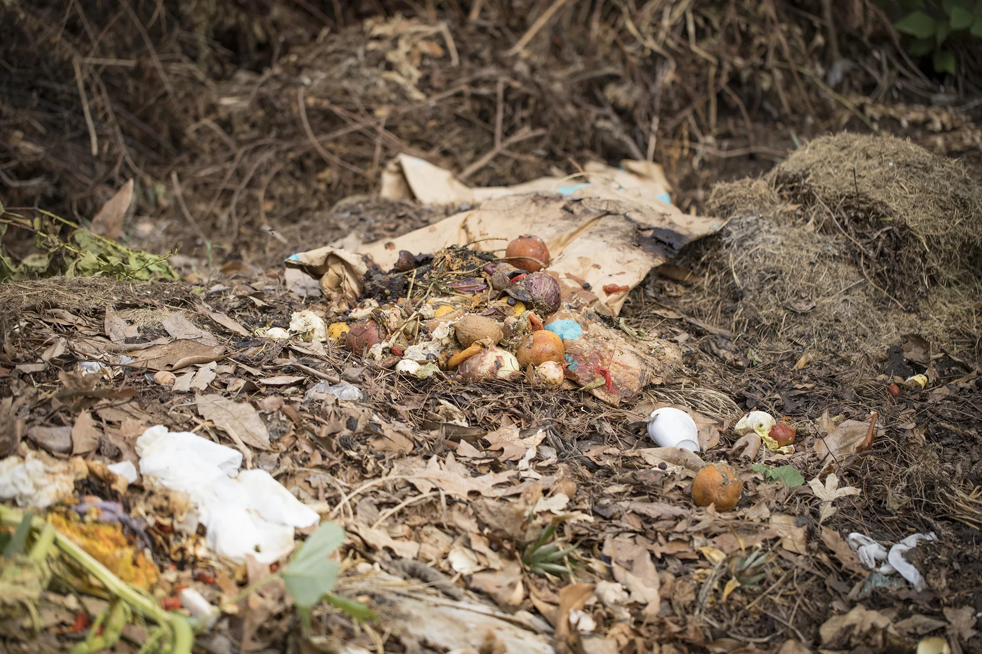Compost Fairy_46A4728.jpg