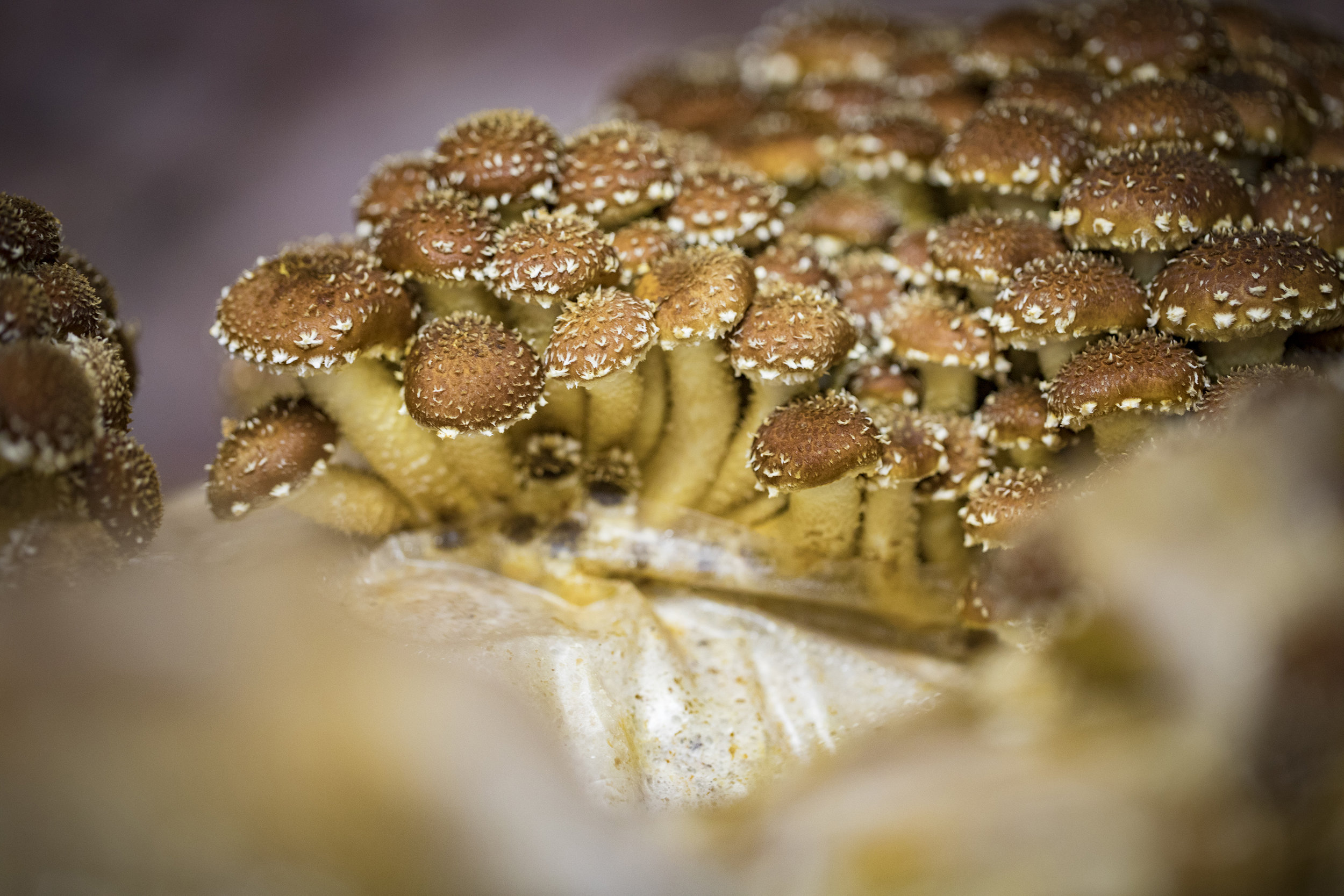 Bluff City Fungi_51A5154.jpg